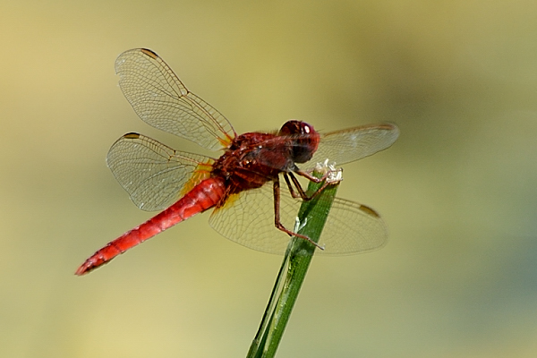 HELP ID 05: Crocothemis erythraea